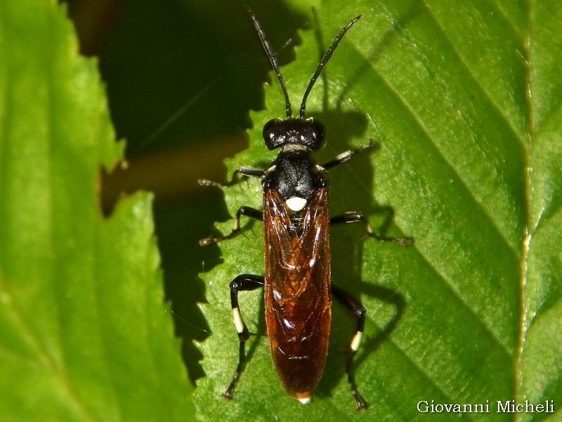 Tenthredinidae: Macrophya duodecimpunctata